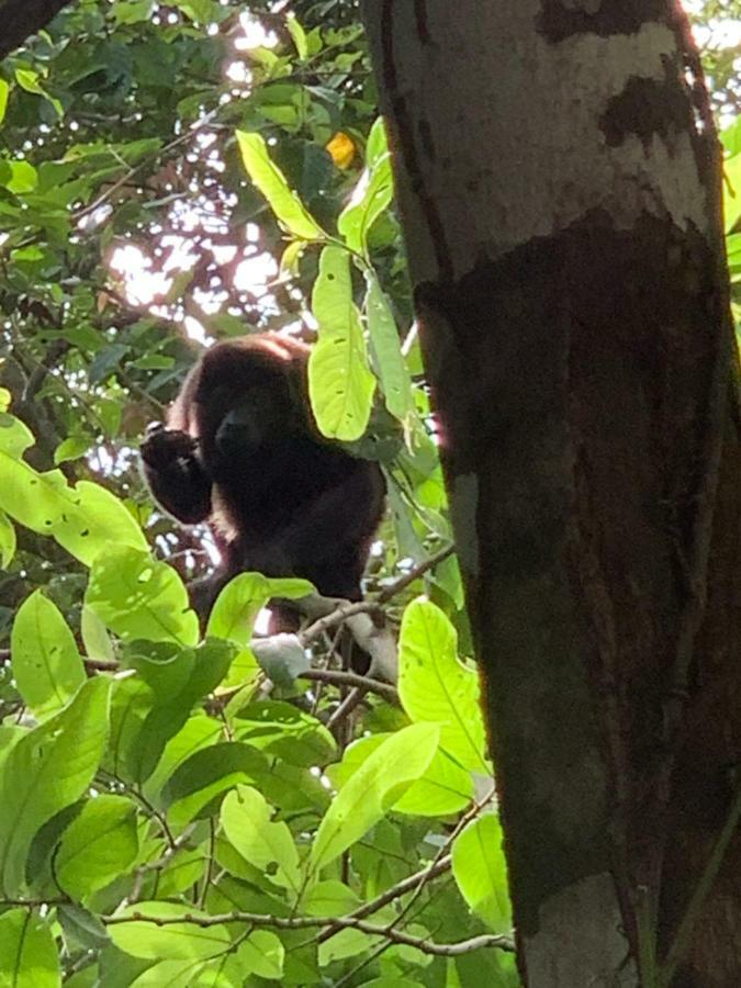 博卡奇卡Boca Brava Paradise住宿加早餐旅馆 外观 照片